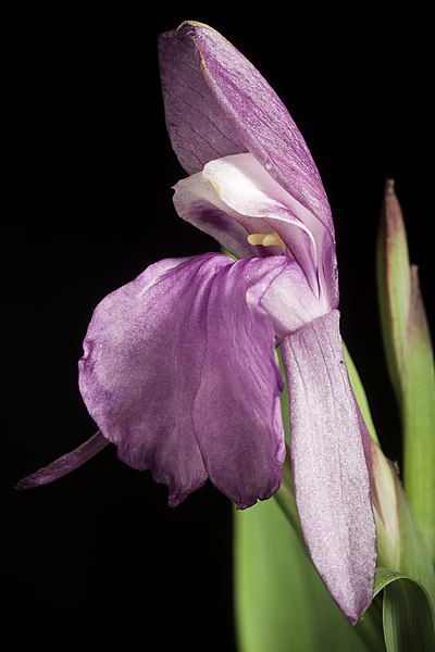 File:Roscoea glaucifolia F.J.Mou- J. Jap. Bot. 90- 148 (2015). 20210627 221459.jpg